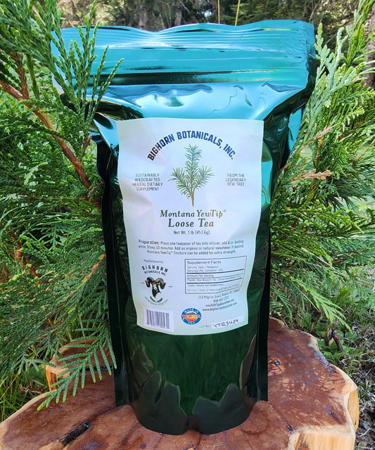 Montana Yew Tip Tea